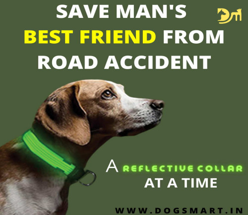 How Reflective Collar Can Help Stray Dogs From Road Accidents